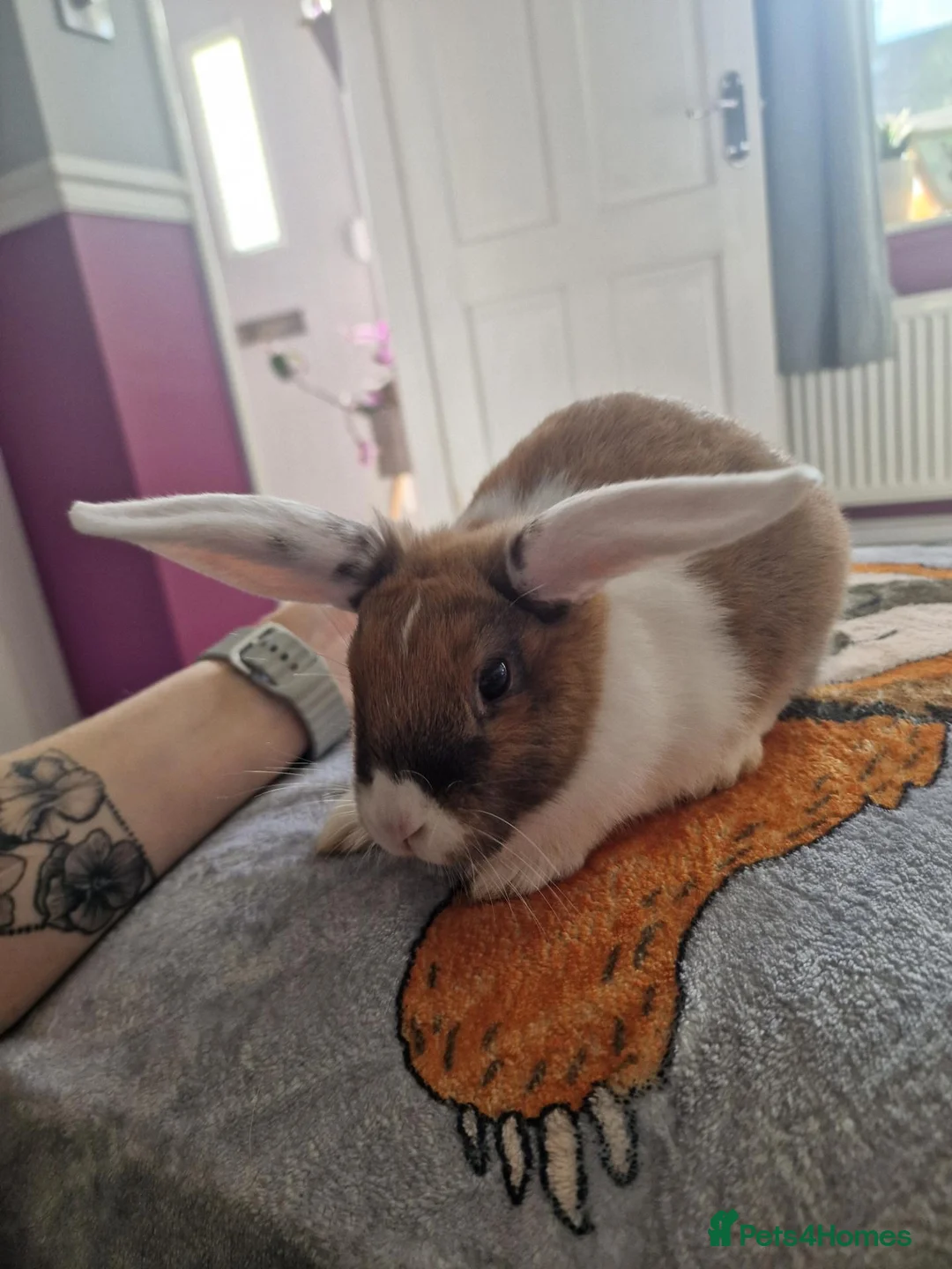 Mixed Breed rabbits for sale: Bunnies - lop/rex mix - Advert 2