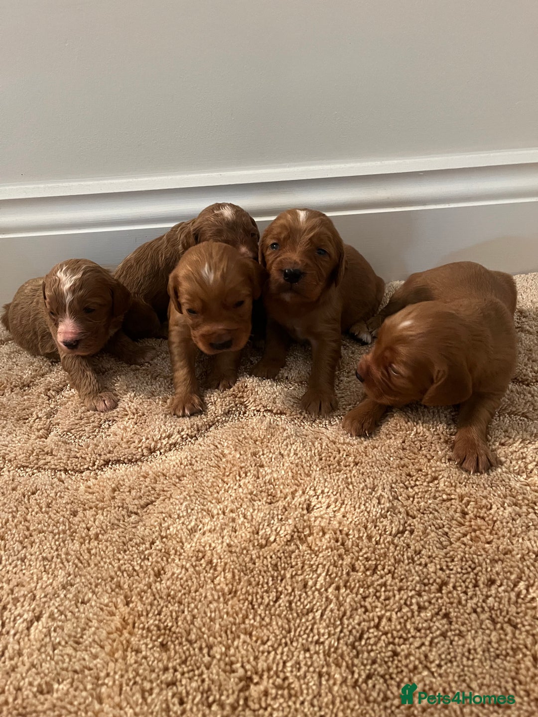 Cockapoo dogs for sale: Cockpoo puppies - Advert 7