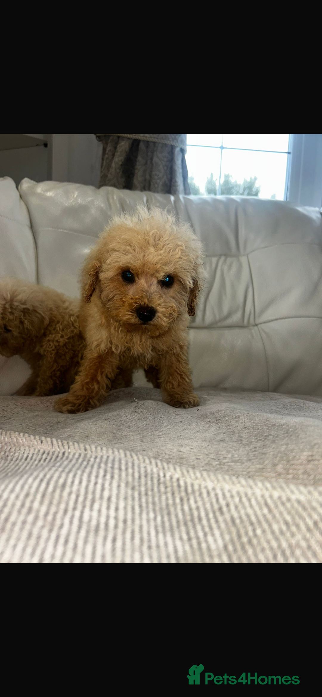 Toy Poodle dogs for sale: Toy poodles  - Image 7