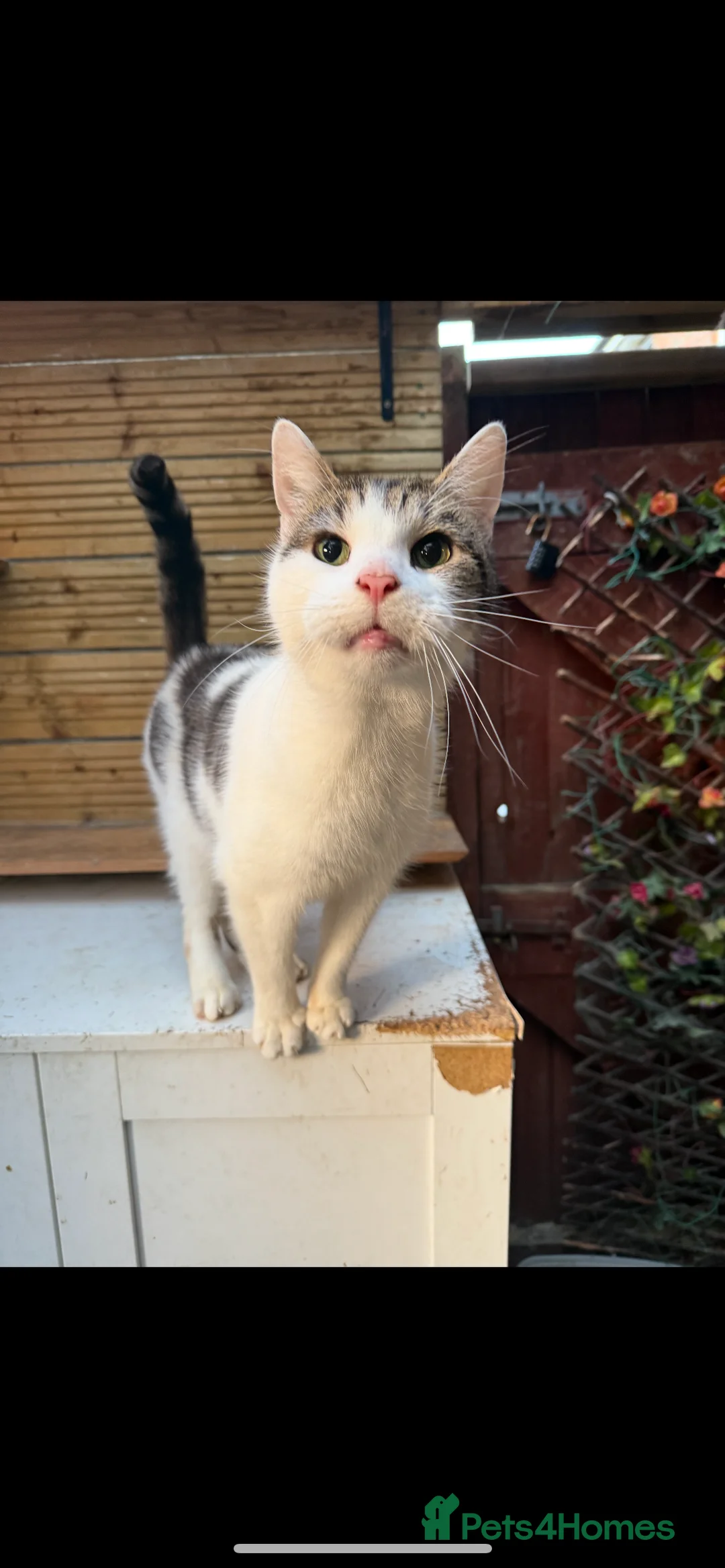 Mixed Breed cats for sale: Rebel - Advert 6
