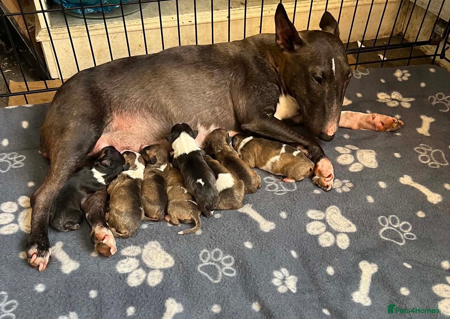 Miniature Bull terrier dogs Miniature bull terrier puppies  - Advert 2