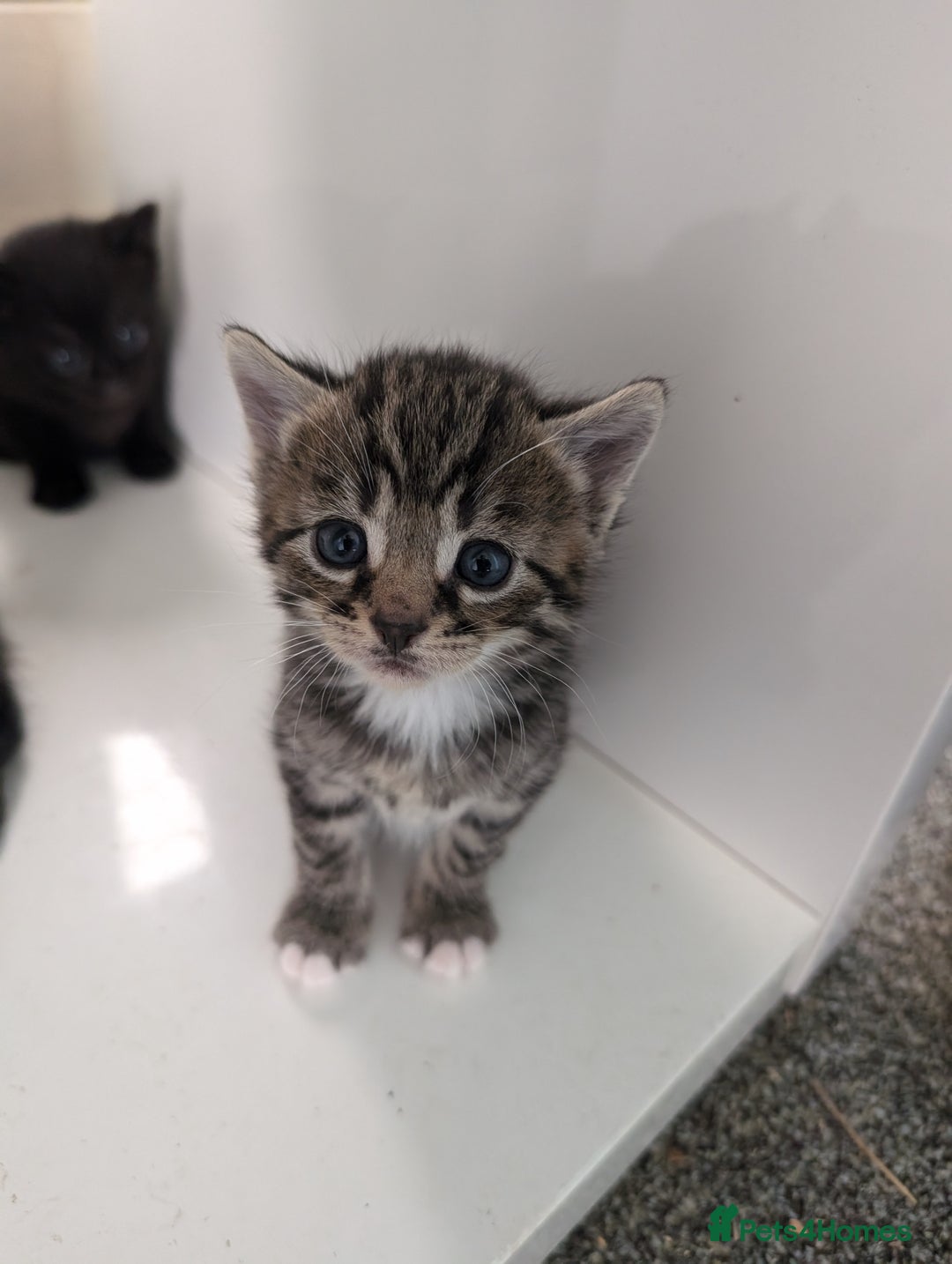 Mixed Breed cats for sale: 7 Adorable Tabby, Black, and Tortishell Kittens. - Image 7