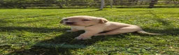 Labrador Retriever dogs for sale: 4 beautiful Labrador boys for family/work buddy in Aberaeron - Advert 14