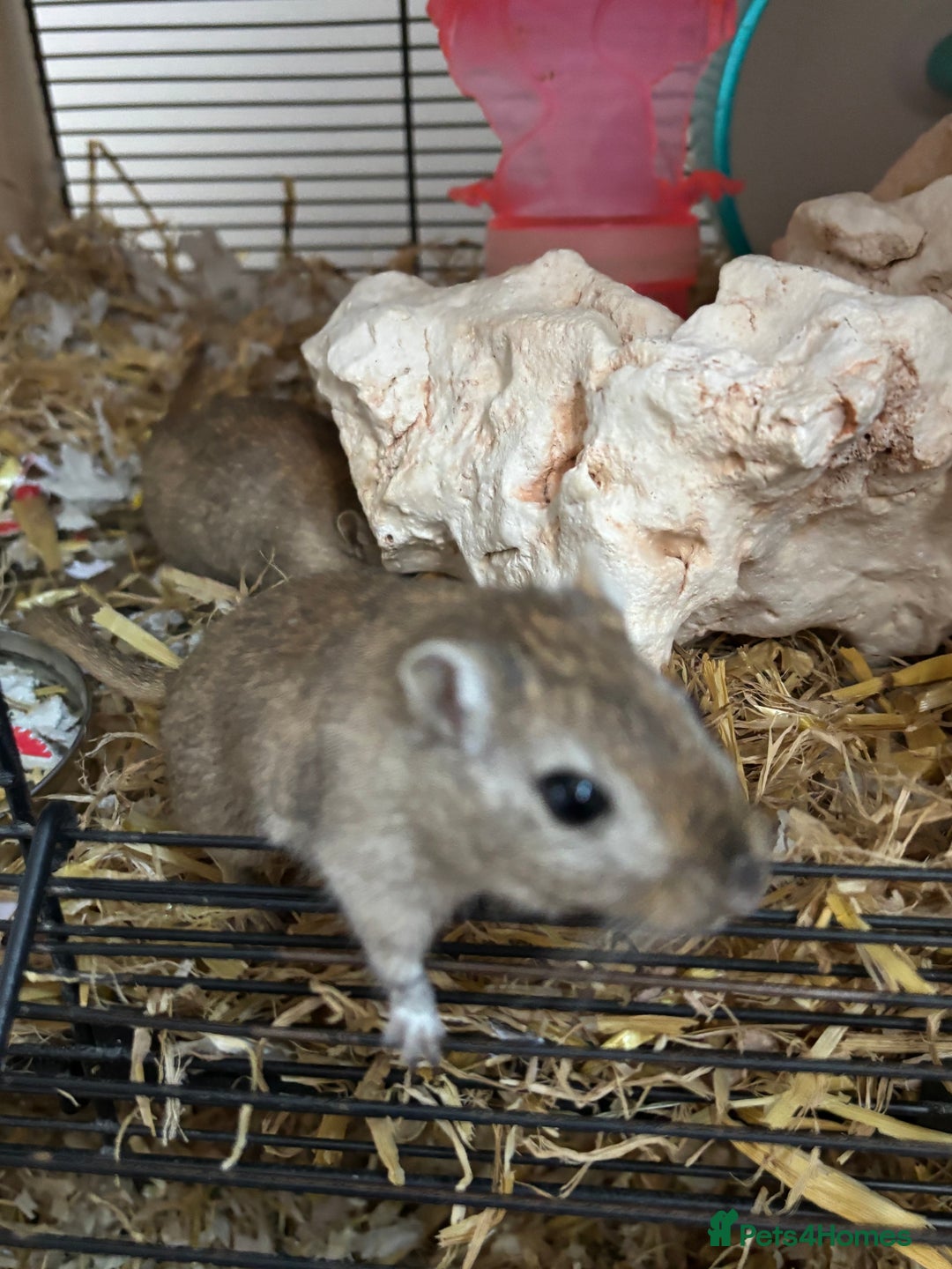Gerbil rodents for sale: 2 male gerbils with cage and accesories - Advert 2