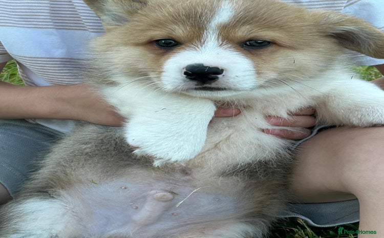 Welsh Corgi Pembroke dogs - Advert 2