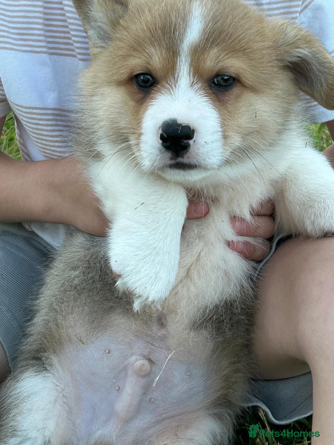 Welsh Corgi Pembroke dogs for sale: KC registered Champion line Corgi puppies - Image 5