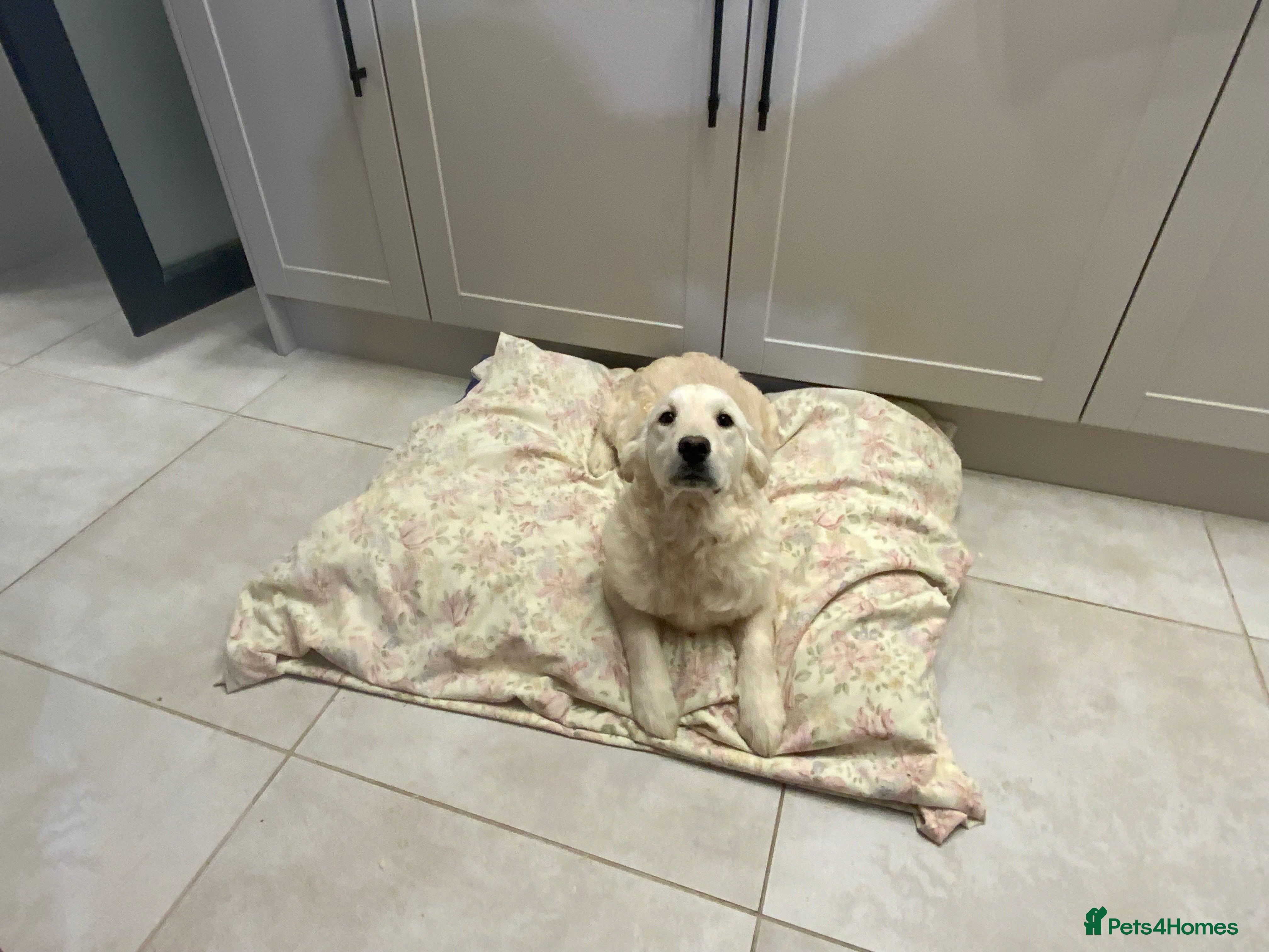 Golden Retriever dogs Golden Retrievers -Goadream kc  - Advert 18