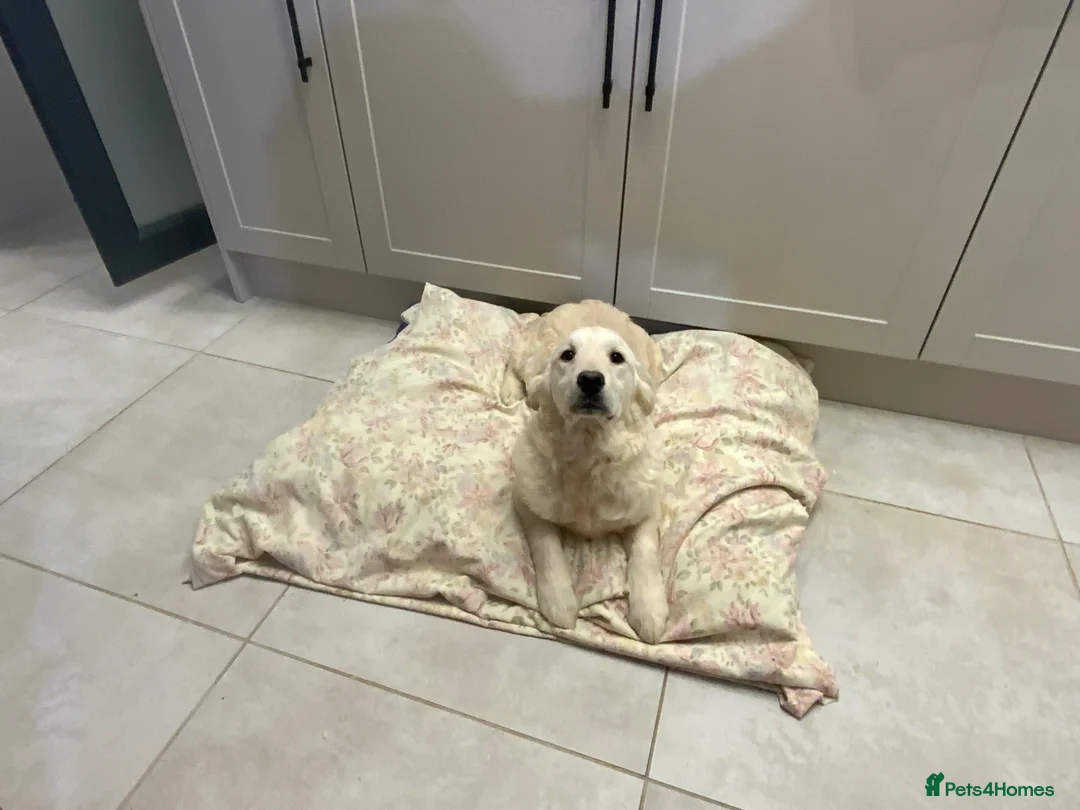 Golden Retriever dogs for sale: Golden Retrievers -Goadream kc  - Advert 1