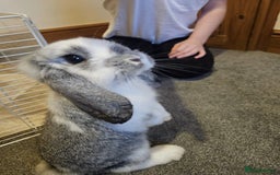 Mini Lop rabbits for sale: looking for willows forever home ❤️ - Advert 1
