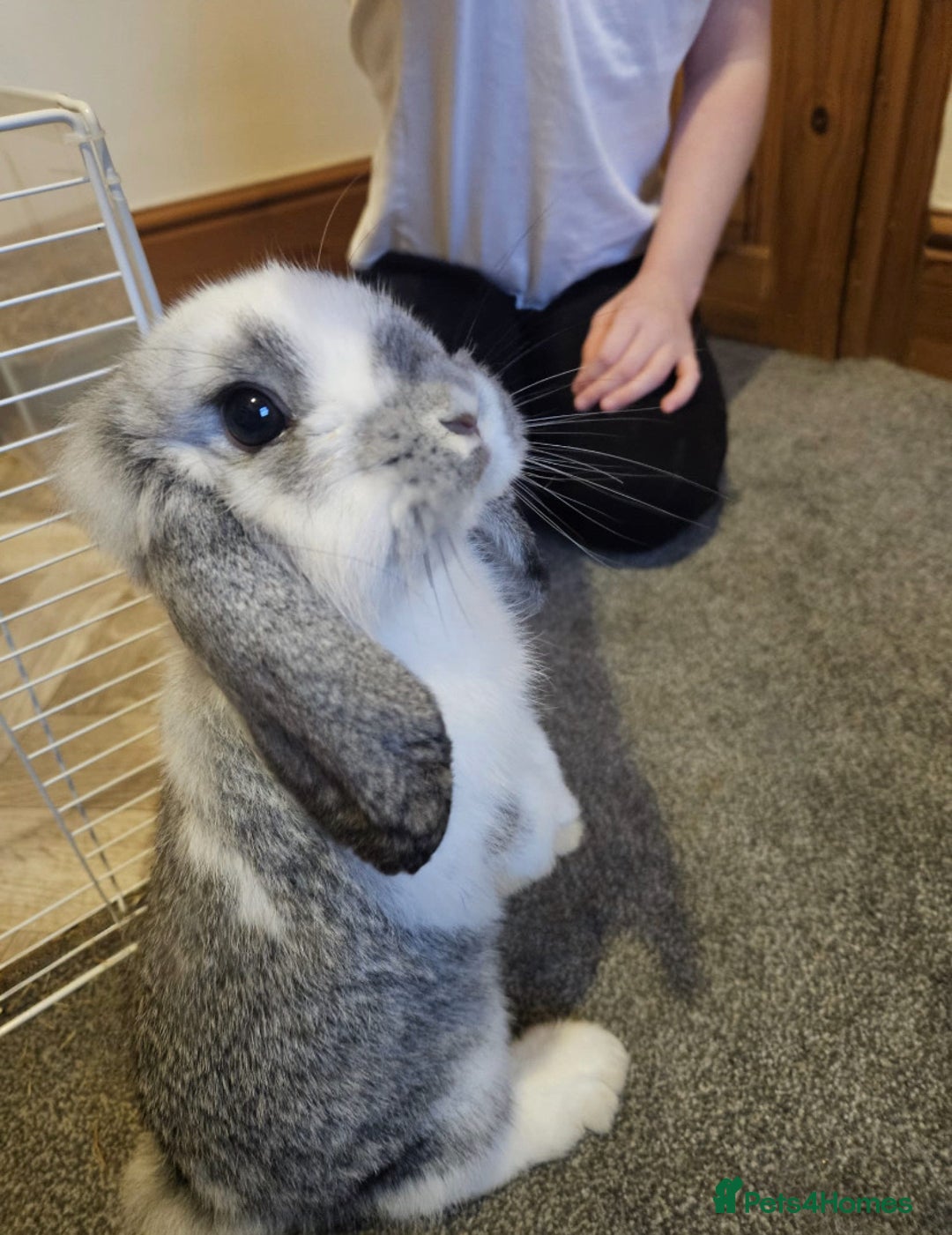 Mini Lop rabbits for sale: looking for willows forever home ❤️ - Advert 1