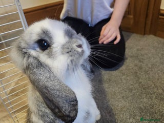 Mini Lop rabbits for sale: looking for willows forever home ❤️ - Advert 1