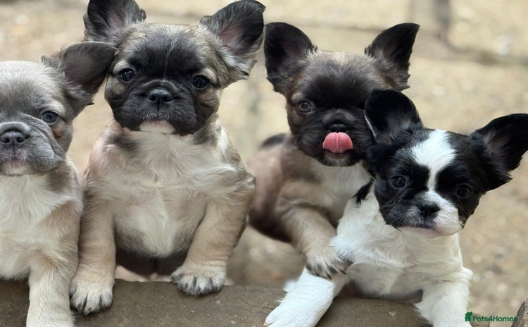 French Bulldog dogs - Advert 4