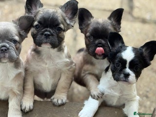 French Bulldog dogs Fluffy frenchie puppy **Ready Now** - Advert 17