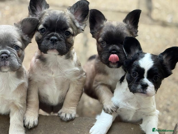French Bulldog dogs Fluffy frenchie puppy **Ready Now** - Advert 1