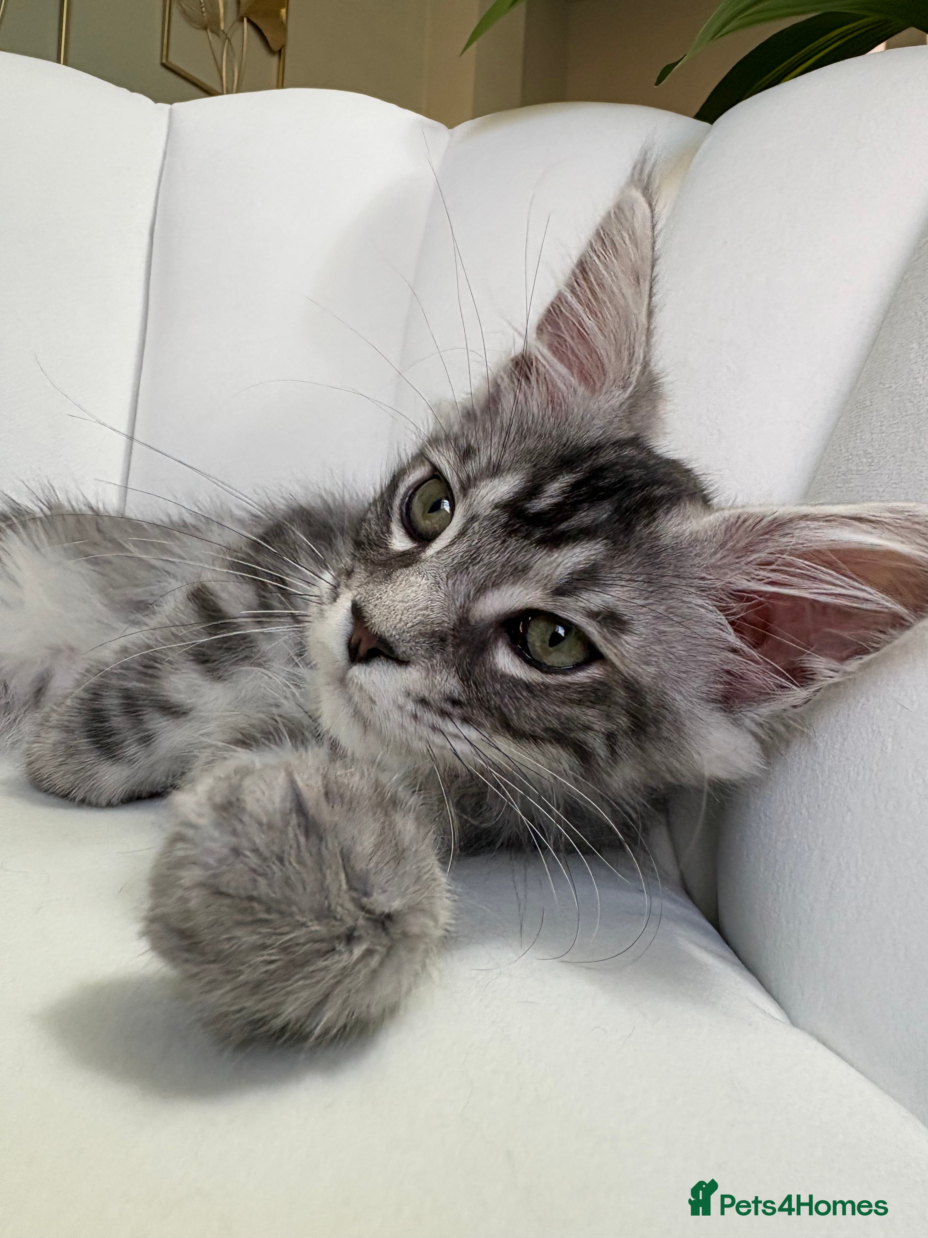 Maine Coon cats TICA Maine Coon Kittens Ready for New Homes 🐾 - Advert 2