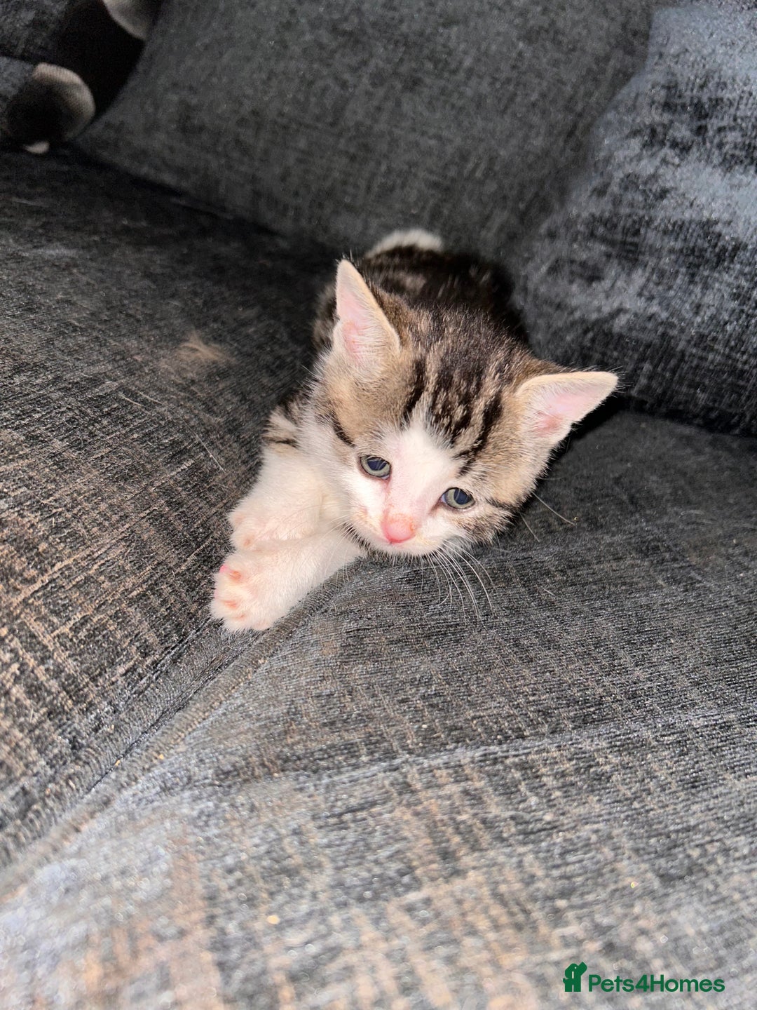 American Shorthair cats for sale: American shorthair x Turkish van kittens  - Image 25