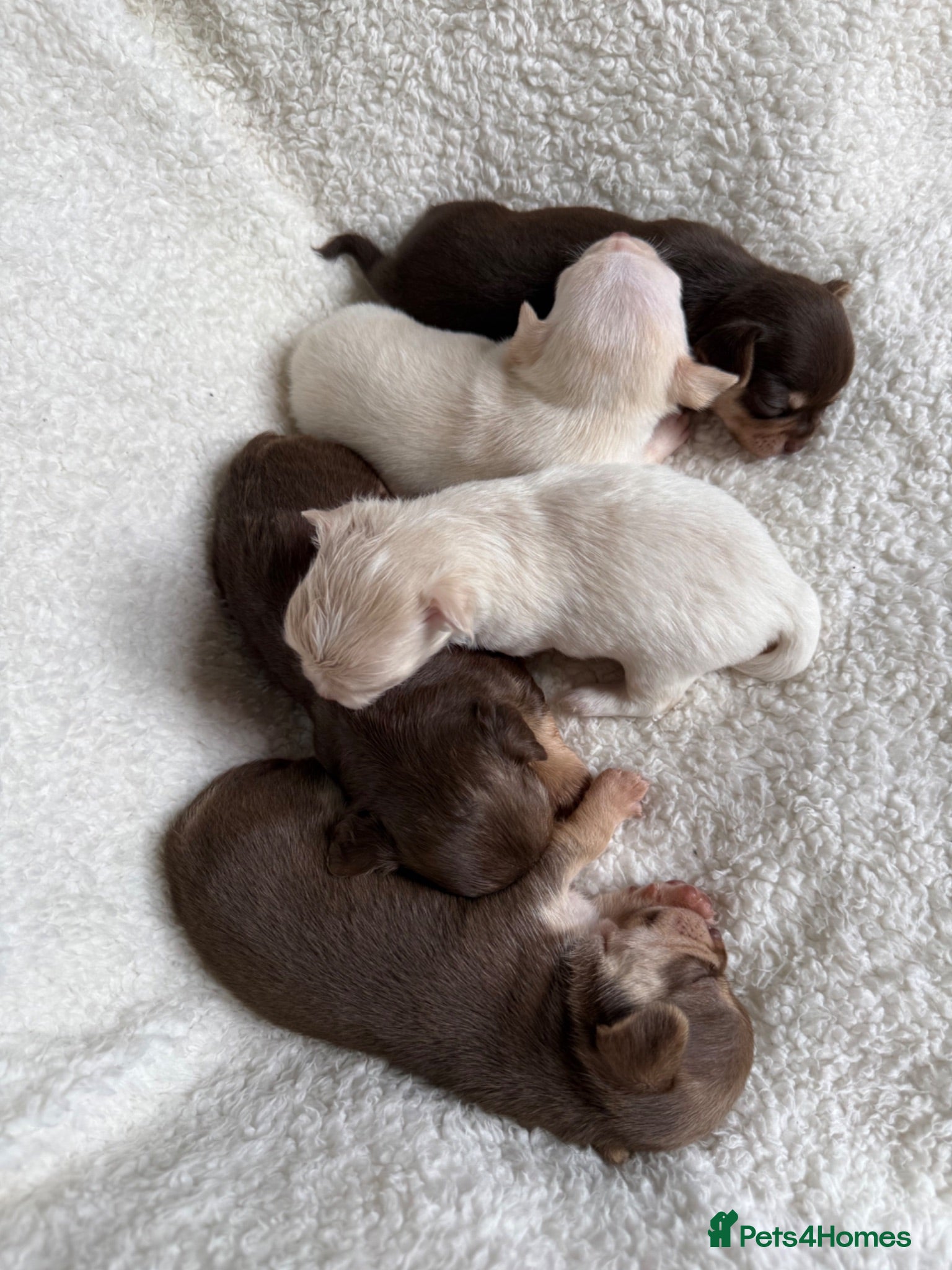 Chihuahua dogs Oh hey! We are new here! Beautiful Chihuahua pups - Advert 1