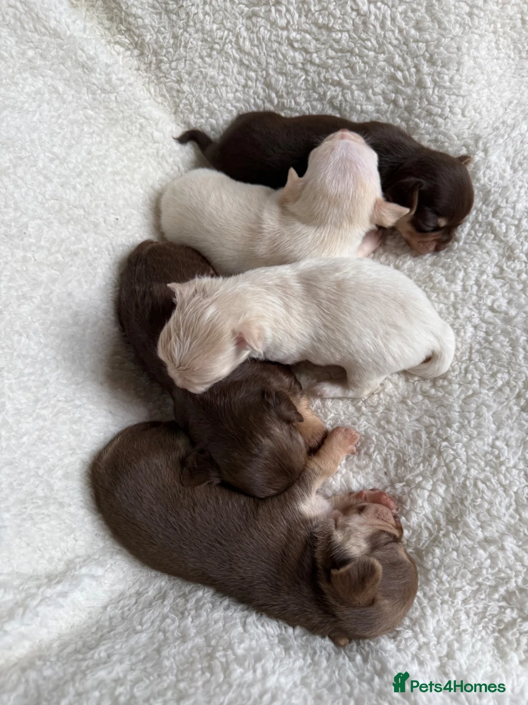 Chihuahua dogs for sale: Oh hey! We are new here! Beautiful Chihuahua pups - Advert 1