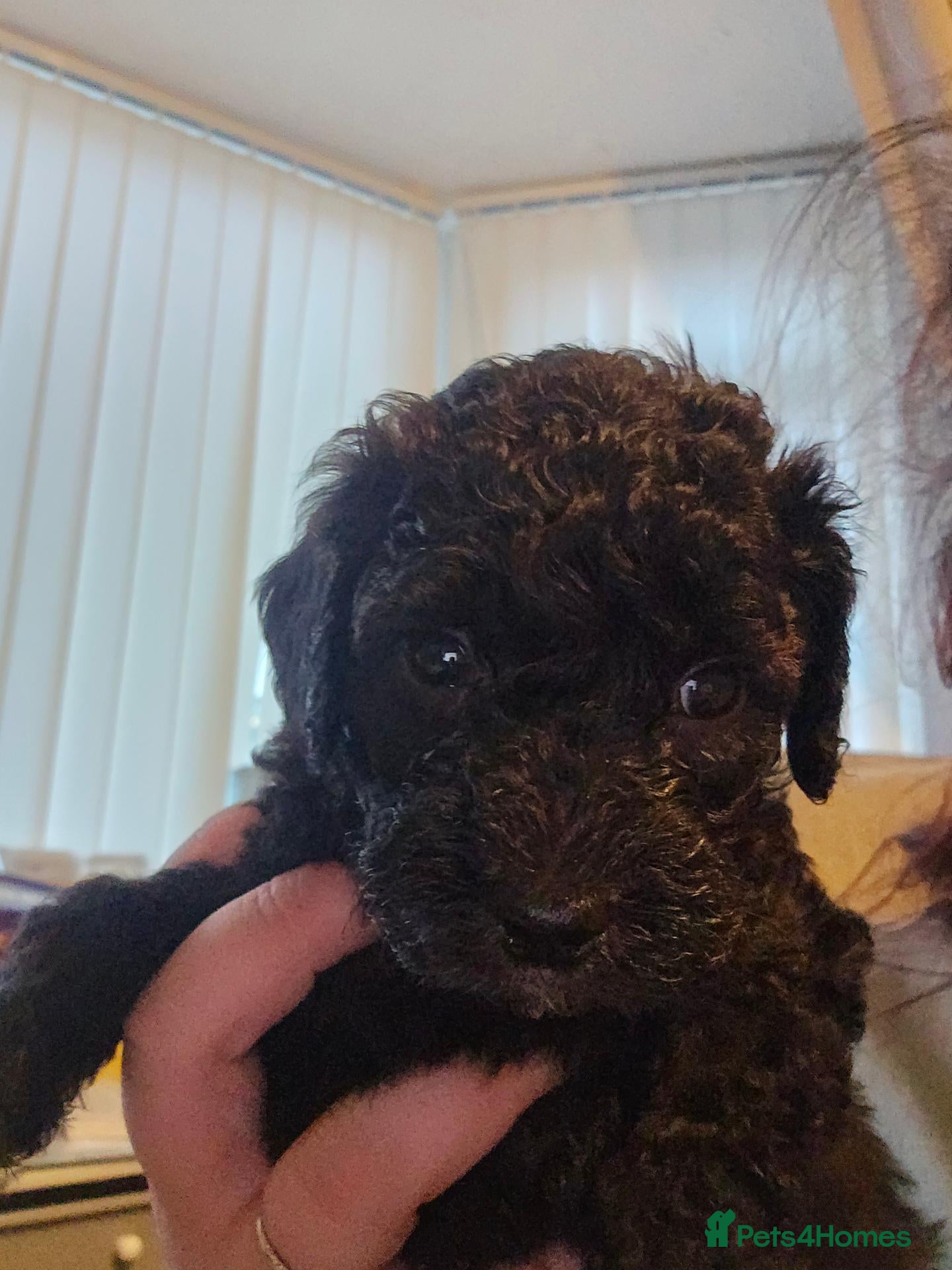 Shihpoo dogs ✨ Minature Poodle X Shihpoo Puppies F1B ✨️ - Advert 1