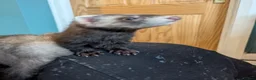 Ferret rodents for sale: 3 female bonded ferrets and setup - Advert 3