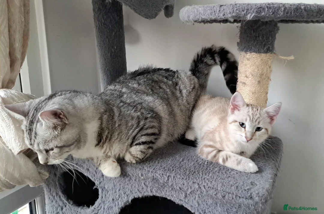 British Shorthair cats for sale: Gorgeous blue-eyed kitten looking for a  new home  - Advert 8