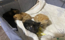 British Shorthair cats for sale: New born ginger and tortoiseshell  - Image 2