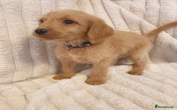Labradoodle dogs for sale: ONLY 4 GIRLS LEFT F1 miniature labradoodles - Image 30