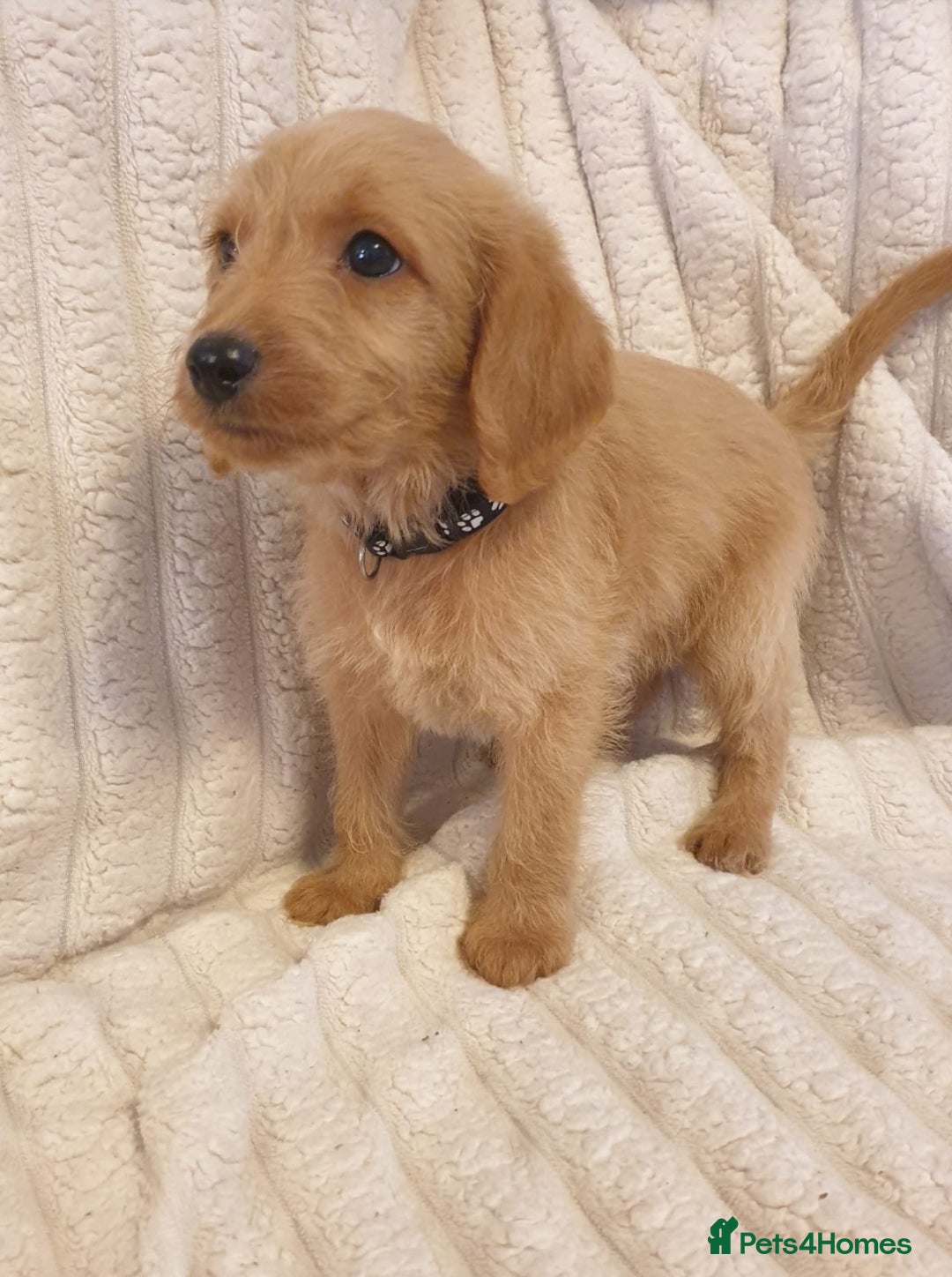 Labradoodle dogs for sale: ONLY 4 GIRLS LEFT F1 miniature labradoodles - Image 30
