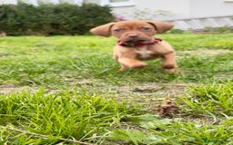 Mixed Breed dogs for sale: Gorgeous Dogue de Bordeaux x spaniel puppy  - Image 1