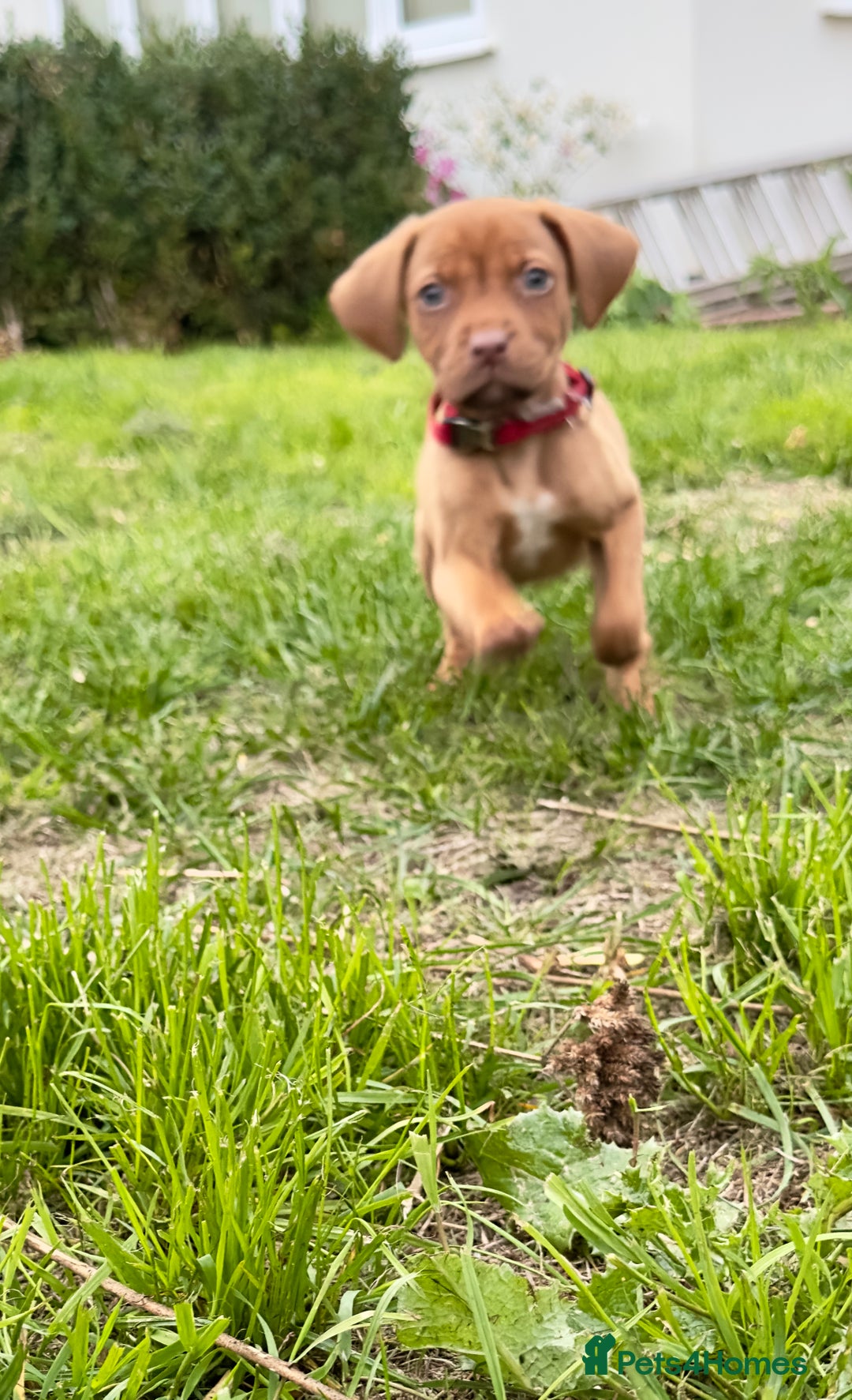 Mixed Breed dogs for sale: Gorgeous Dogue de Bordeaux x spaniel puppy  - Image 1