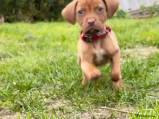 Mixed Breed dogs for sale - Advert 1