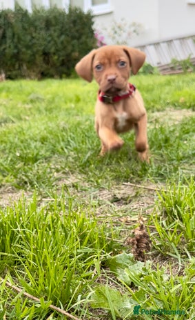 Mixed Breed dogs - Advert 1