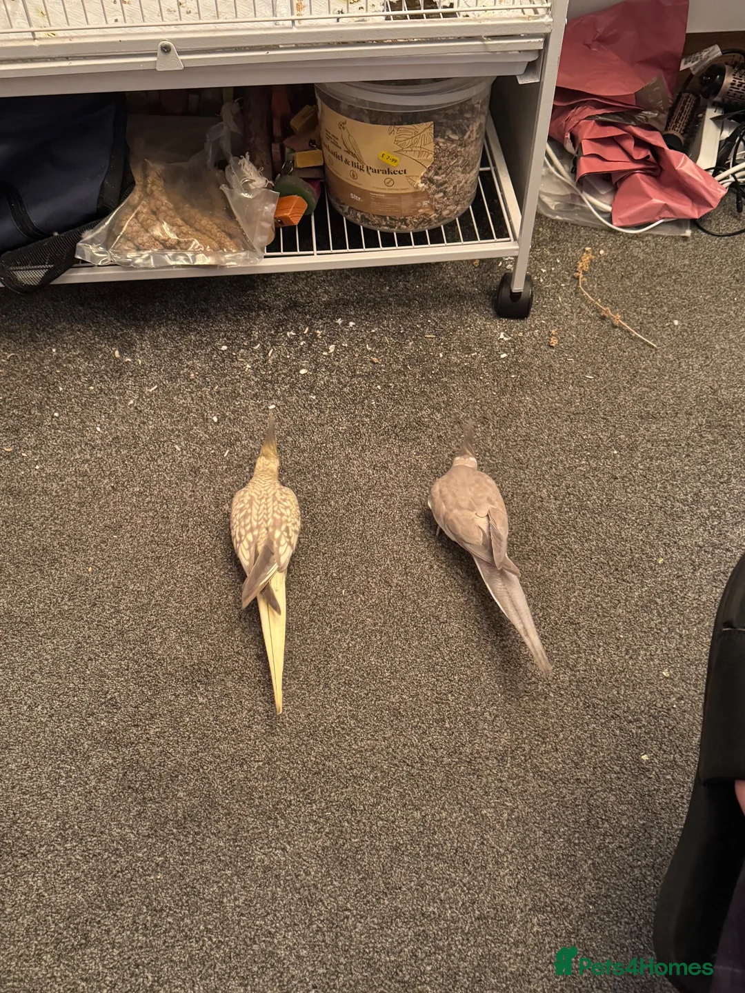 Cockatiels birds for sale: Young Cockatiel couple MUST BE SOLD TOGETHER - Advert 2
