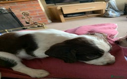English Springer Spaniel dogs for sale: KC Reg English Springer Spaniel puppies - Image 7