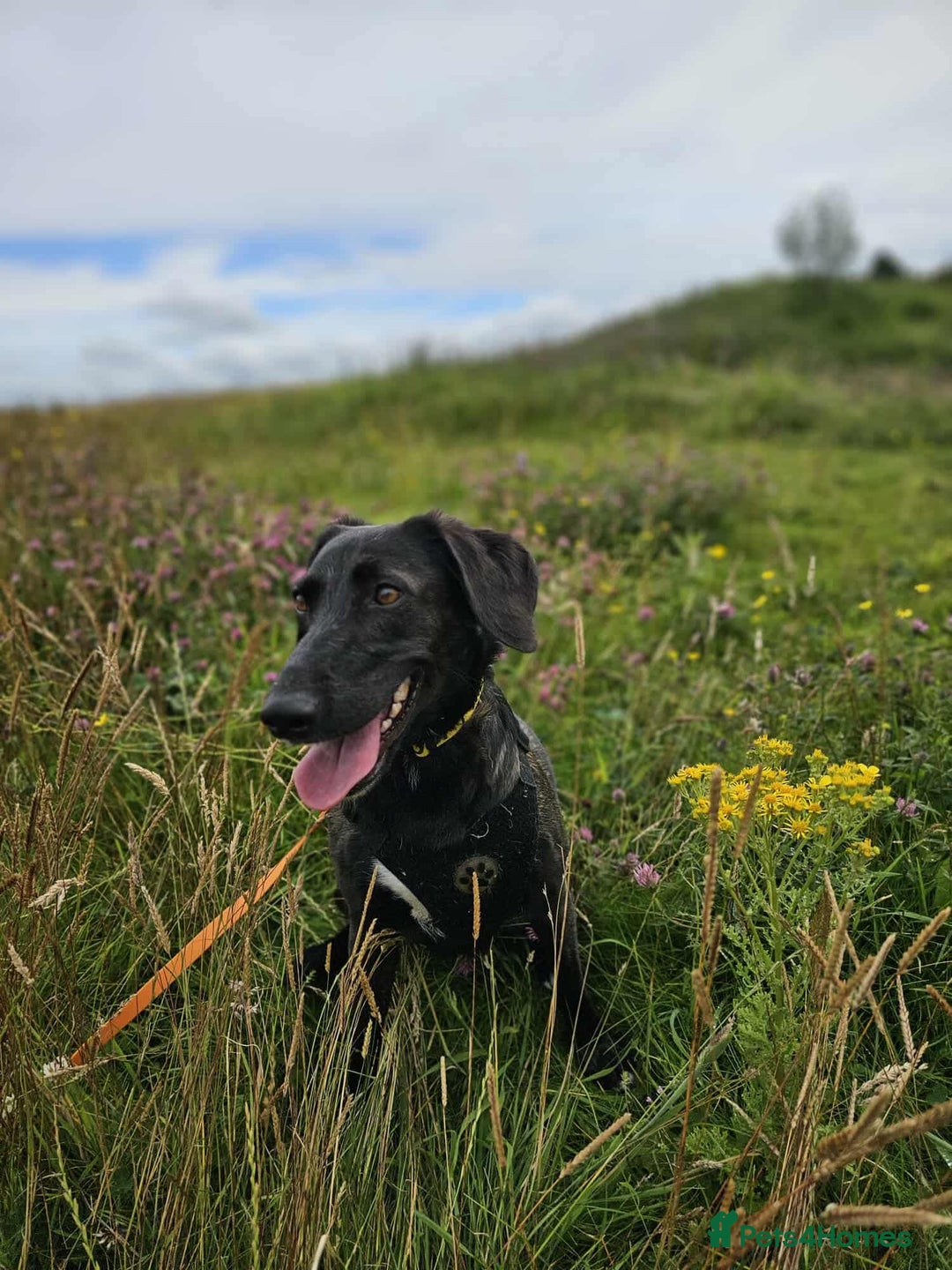 Mixed Breed dogs for adoption: 🐾Java sweet girl needs her forever home 🐾❤️ - Image 6