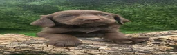 Cockerdor dogs for sale: Ready now chocolate cockerdors dna clear in Skegness - Advert 3
