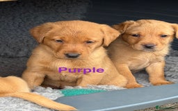 Labrador Retriever dogs for sale: Beautiful KC Fox Red Labs 0/0 hip/elbow mum & dad - Image 7