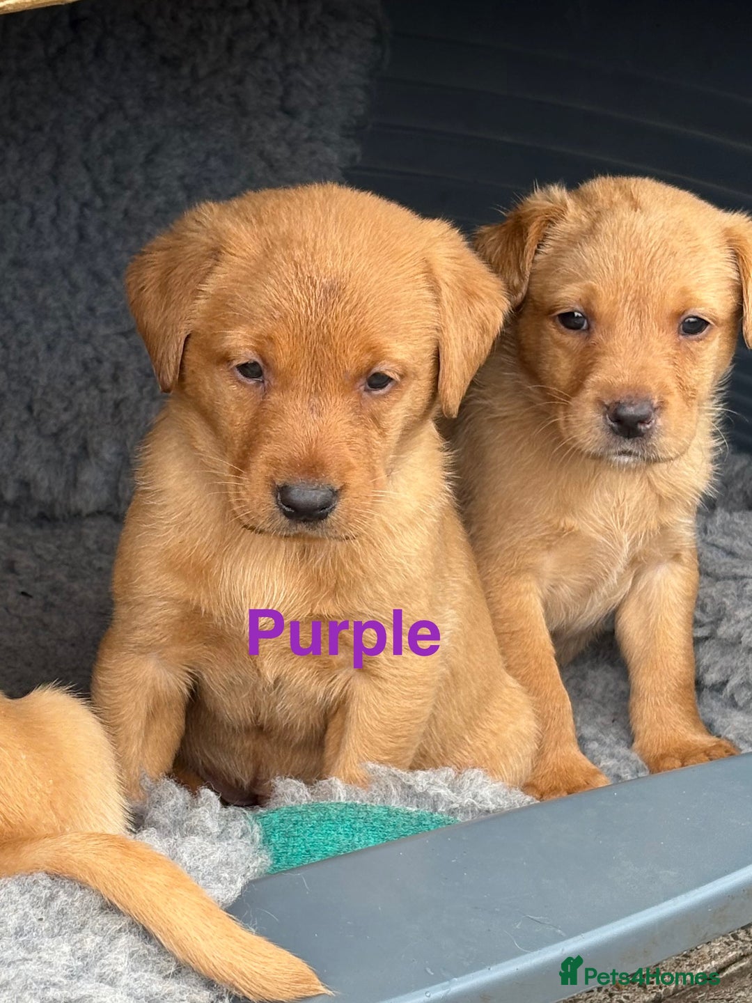 Labrador Retriever dogs for sale: Beautiful KC Fox Red Labs 0/0 hip/elbow mum & dad - Image 7