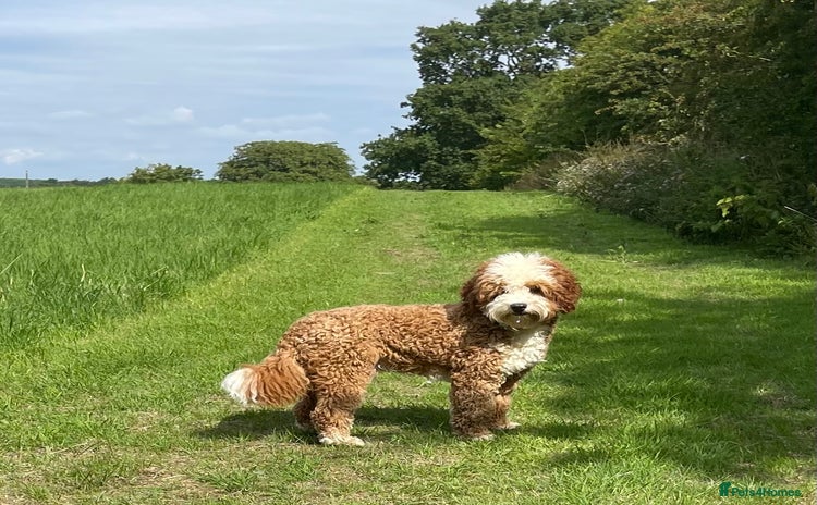 Australian Labradoodle dogs - Advert 10