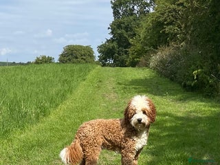 Australian Labradoodle dogs - Advert 1