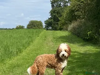 Australian Labradoodle dogs Australian Labradoodle Stud Dog - Advert 2