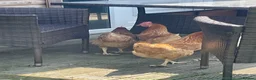Hens poultry for sale: 3 Laying hens in Boston - Advert 3