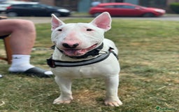 English Bull Terrier dogs for sale: Male English Bull Terrier  - Advert 2