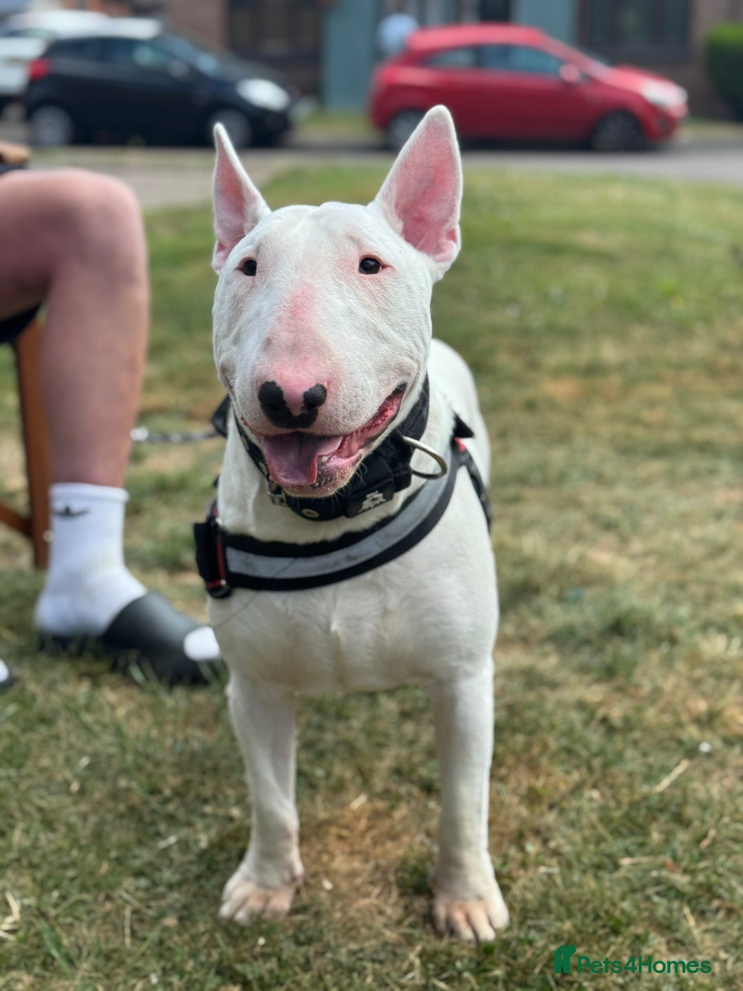 English Bull Terrier dogs for sale: Male English Bull Terrier  - Advert 2