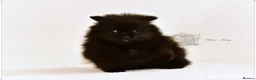 Pomeranian dogs for sale: MINIATURE POMERANIAN PUPPIES - Advert 12