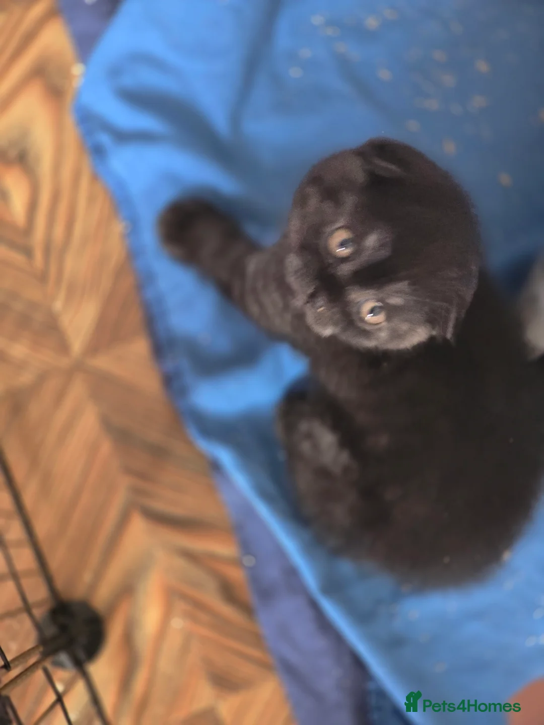 Scottish Fold cats for sale: 🥰LAST  BOY 💜🩵 - Advert 12