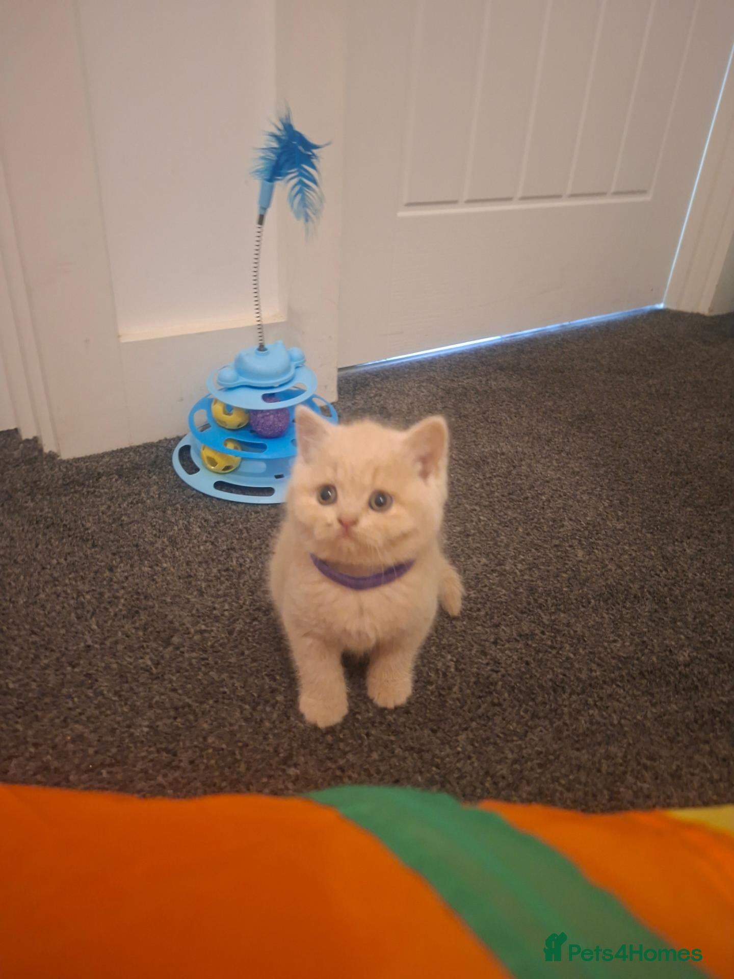 British Shorthair cats Stunning Chunky GCCF British Shorthair Kittens - Advert 2