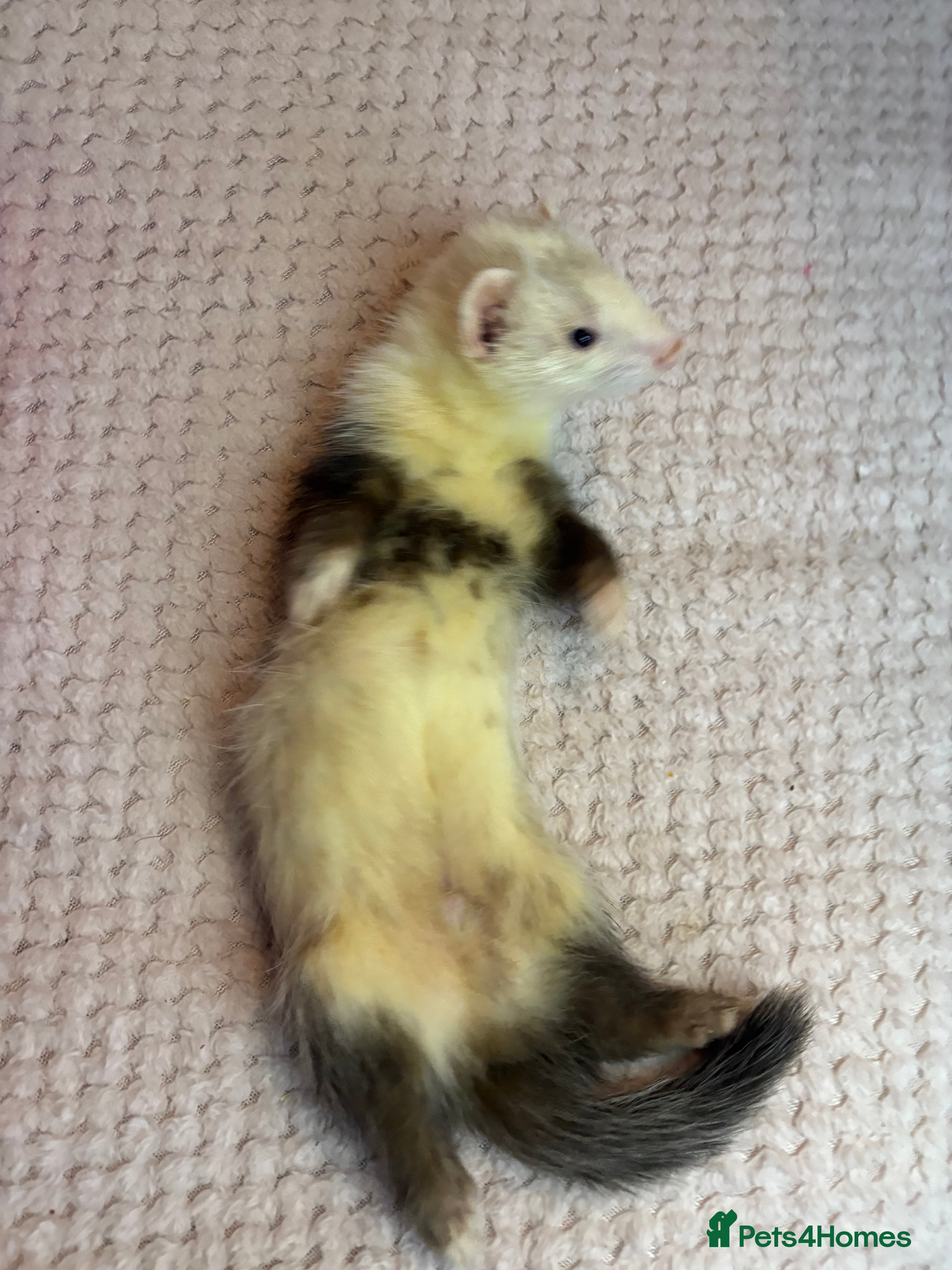 Ferret rodents 4 ferret hobs, 4 jills - Advert 10