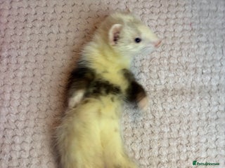Ferret rodents 4 ferret hobs, 4 jills - Advert 10