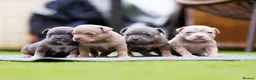 American Bully dogs for sale: Top Tier American Pocket Bullies for SALE!! - Advert 1